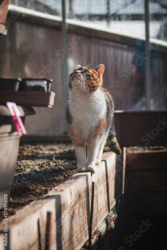 Princess from the realm of house cats walks on a ledge in the greenhouse, showing her coordination and grace of movement. Green piercing eyes survey the surroundings with interest. The domestic cat
