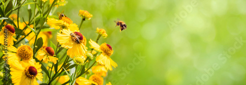 Nature summer Background with Bee collects nectar © lumikk555