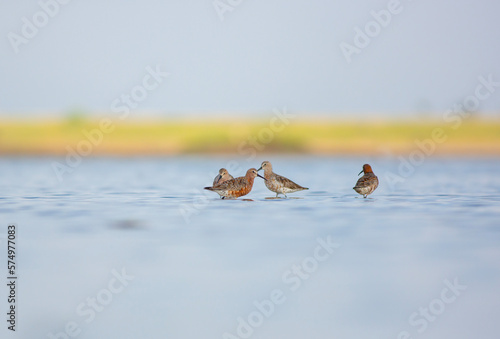 water bird looking for food in water, Curlew Sandpiper, Calidris ferruginea