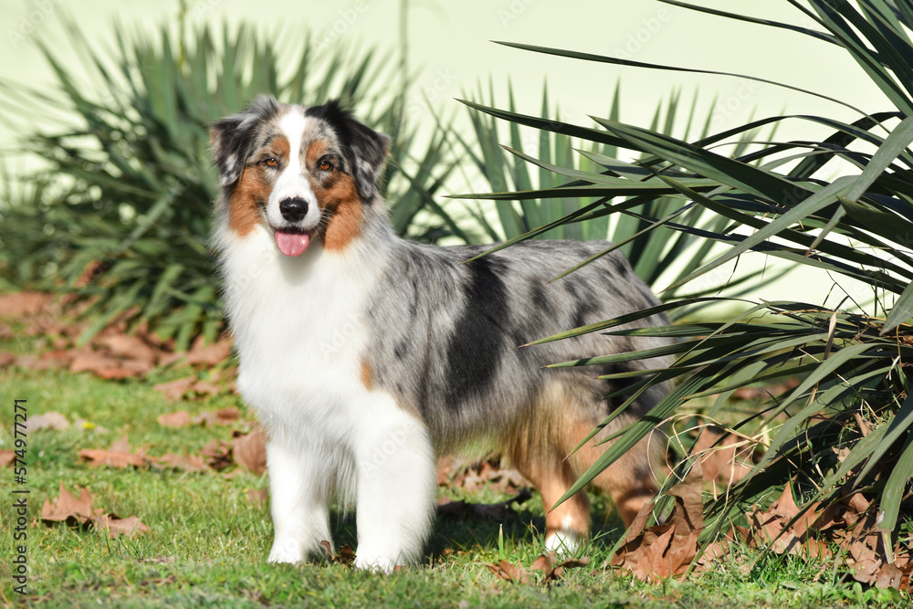 Australian Shepherd dog stands in full growth against the background of palm trees on a green lawn Australian Shepherd dog stands in full growth against the background of palm trees on a green lawn