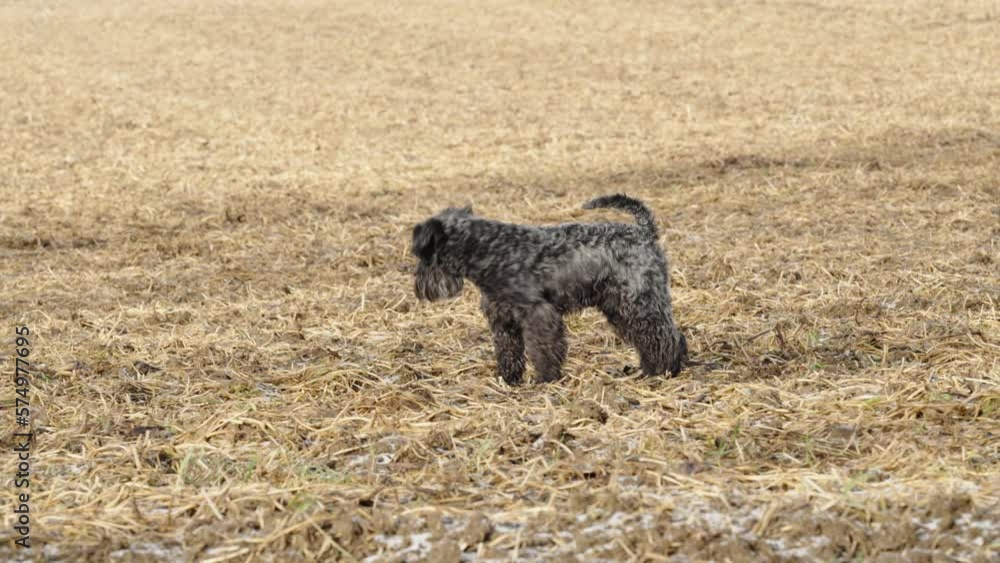 dog on a walk in nature on field. little black schnauzer dog on a walk in nature on field. little black schnauzer