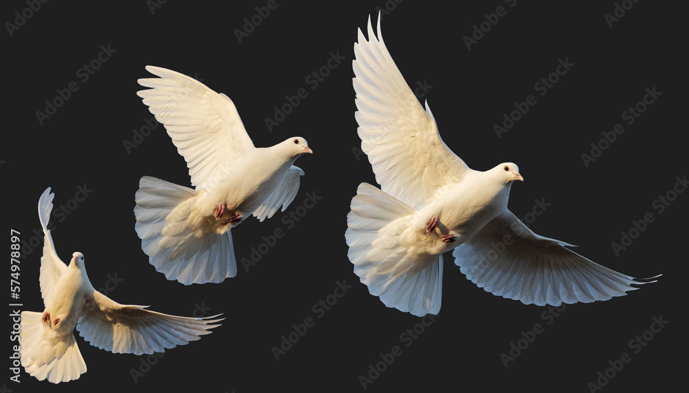 white pigeons in flight isolated on white background white pigeons in flight isolated on white background