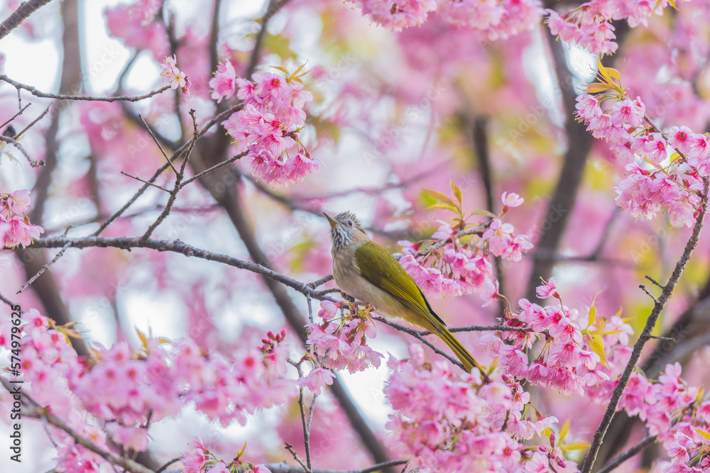 A little bird on Wild Himalayan Cherry Flowers (Sour cherry) A little bird on Wild Himalayan Cherry Flowers (Sour cherry)