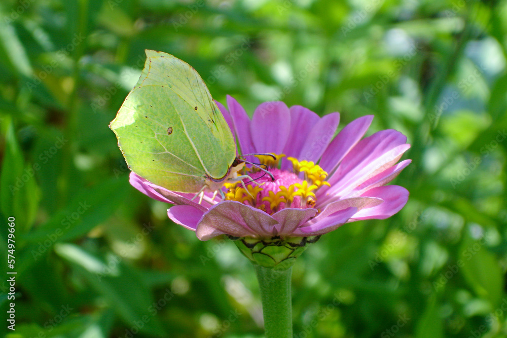 Fototapeta premium yellow lemongrass butterfly on a pink tsinia flower in a sunny summer garden