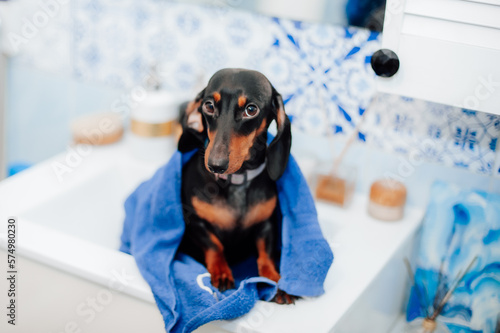 Dachshund dog sits in a washbasin. dog in the bathroom. dog in foam. the dog bathes © Виктория