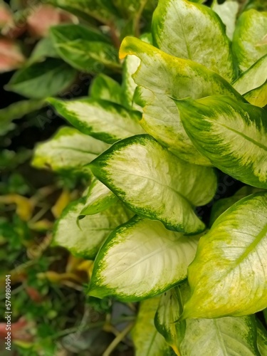 Aglaonema flower, Aglaonema Indoor Plant, beautiful flowers garden. Texture of Aglaonema as a leaves bacakground. photo