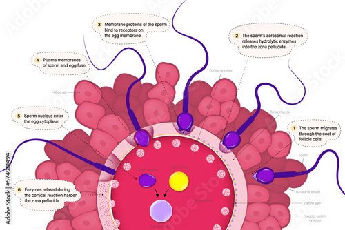 Human fertilization vector. The union of a human egg and sperm. Ovum and Spermatozoon. Embryonic development. Reproductive cell. Gamete structure.