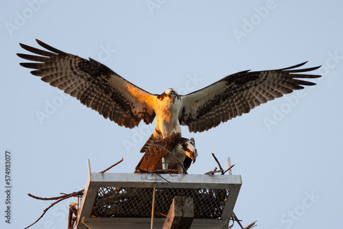 Foto Two ospreys (Pandion haliaetus) that appear to be breeding / mating / engaging i
