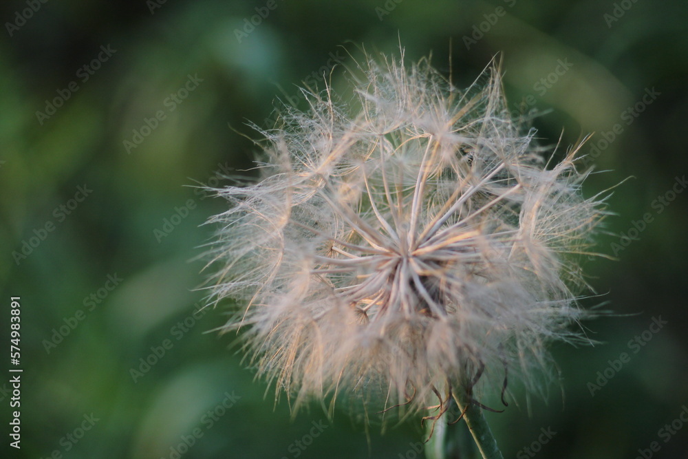 Fototapeta premium dandelion in the wind