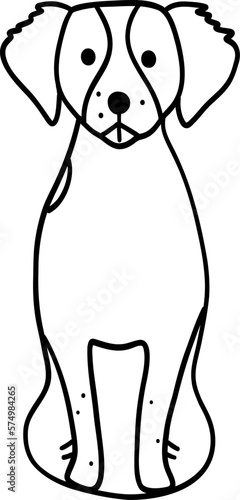 Doodle Brittany Spaniel dog