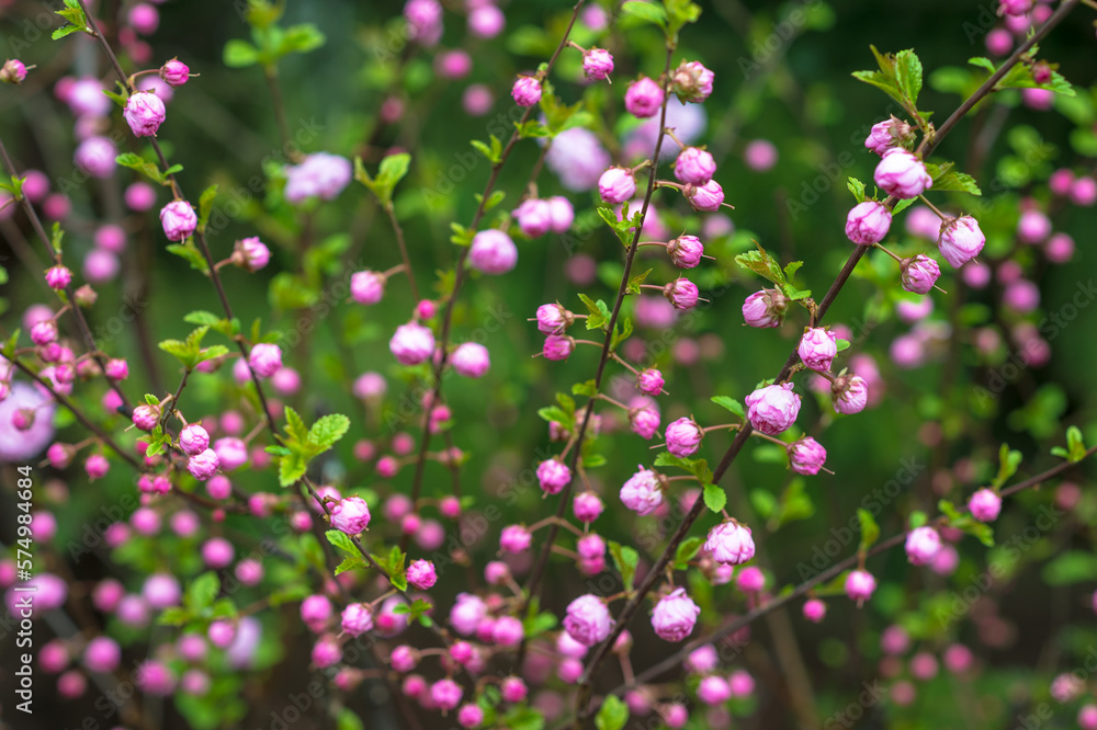 Pink almond buds on the background of bright spring greenery. Background. Selective focus Pink almond buds on the background of bright spring greenery. Background. Selective focus