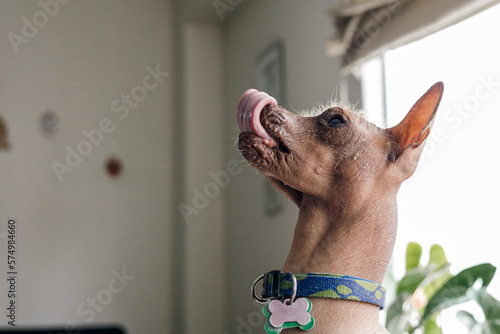 Peruvian viringos dog sitting and sticking out its tongue photo