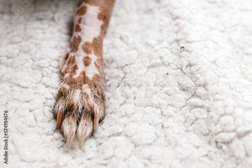 White spotted paws of hairless dog on the carpet photo