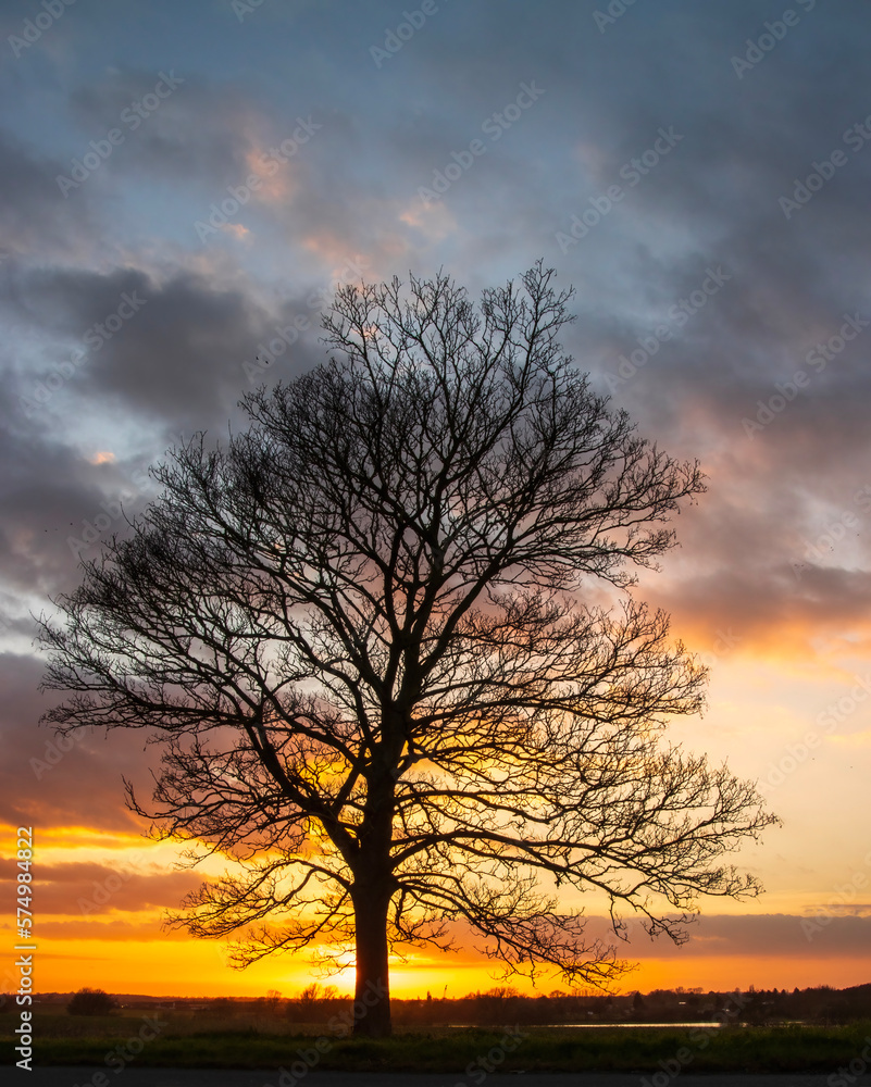 Silhouette of a bare tree with an orange sky behind and dramatic clouds