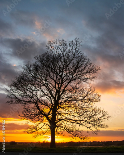 Silhouette of a bare tree with an orange sky behind and dramatic clouds