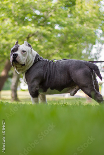 Blue Pit