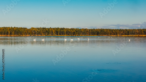 natural landscape view  lake with swans