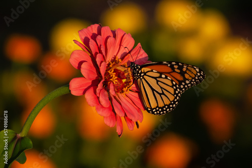 Monarch butterfly on pink Zinnia flower. © Ramuadm