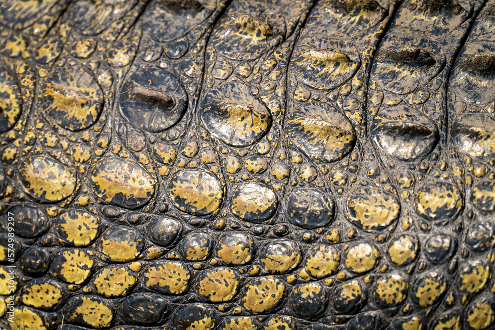 Close-up of Nile crocodile body in sun Close-up of Nile crocodile body in sun