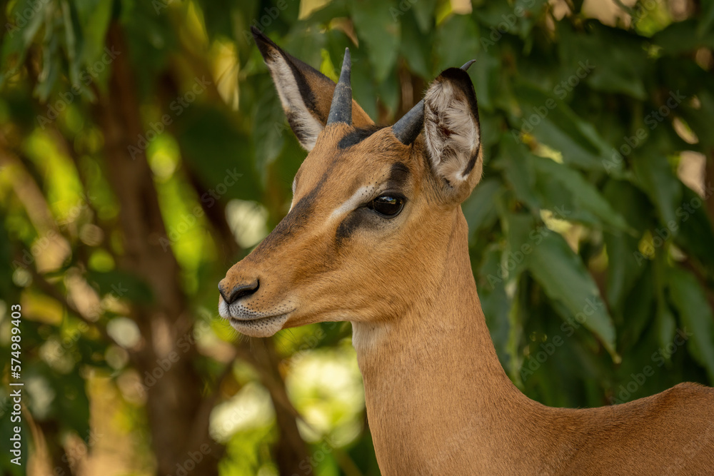 Close-up of young common impala eyeing camera Close-up of young common impala eyeing camera