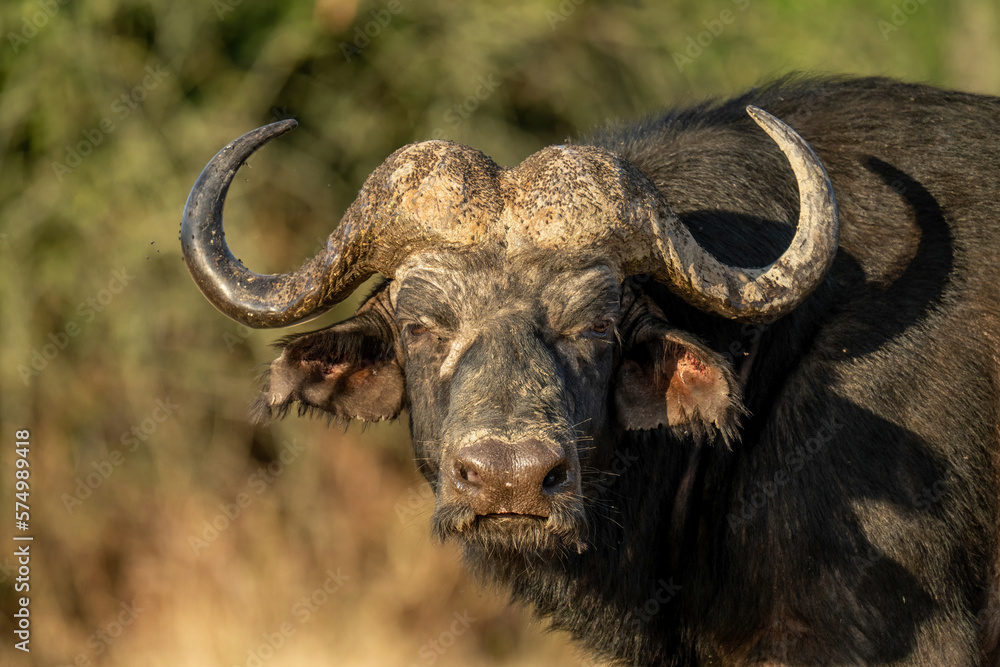 Naklejka premium Close-up of male Cape buffalo in sunshine