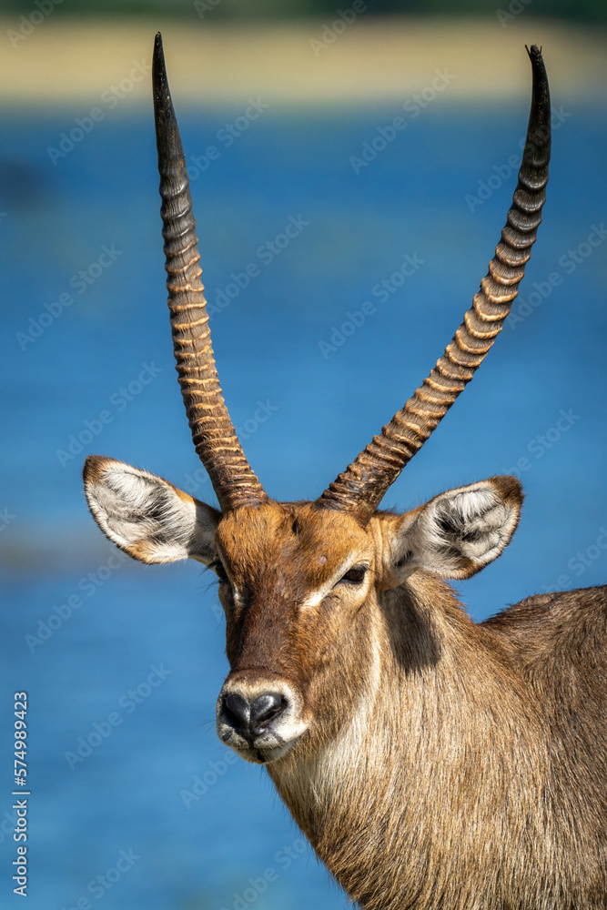 Fototapeta premium Close-up of male common waterbuck by river