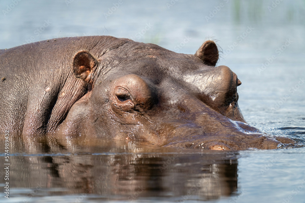 Close-up of hippo in river watching camera Close-up of hippo in river watching camera