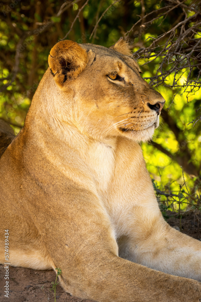 Obraz premium Close-up of lioness lying staring under bushes