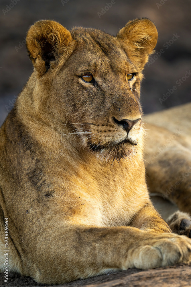 Close-up of young lion lying staring ahead Close-up of young lion lying staring ahead