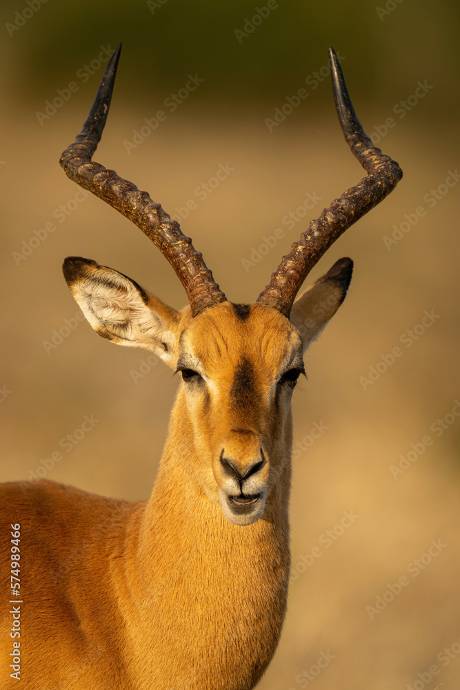 Close-up of male common impala opening mouth Close-up of male common impala opening mouth