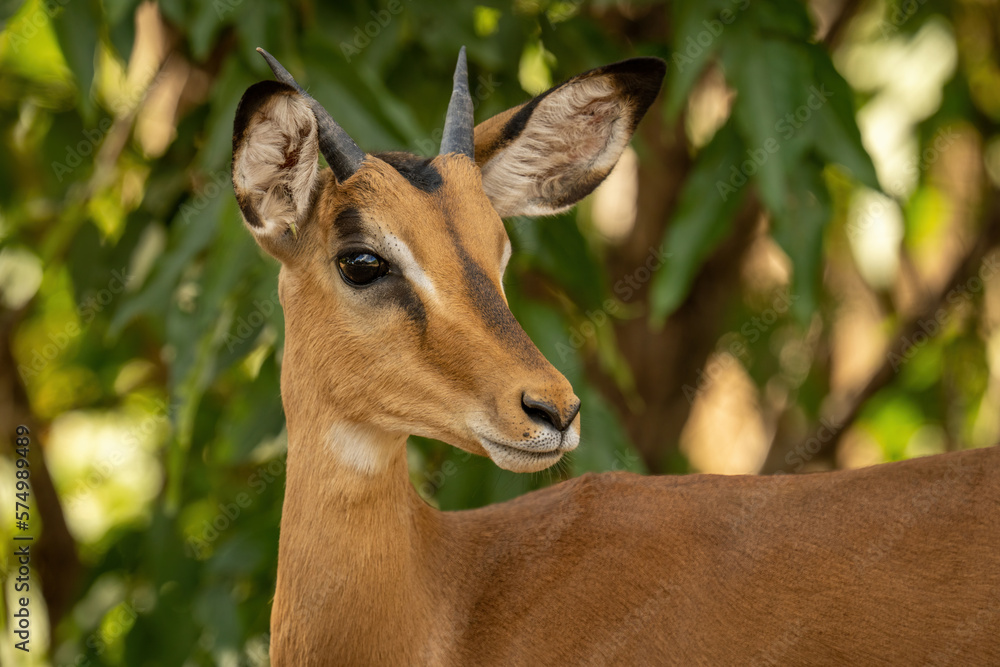 Naklejka premium Close-up of young common impala watching camera