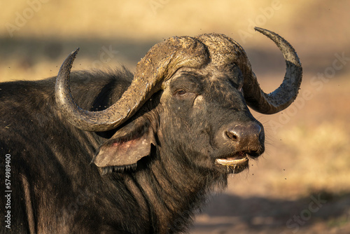 Close-up of male Cape buffalo turning head