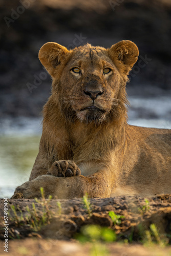 Fototapeta Naklejka Na Ścianę i Meble -  Close-up of muddy lion lying eyeing camera