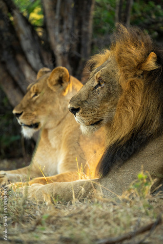 Close-up of male lion and lioness lying