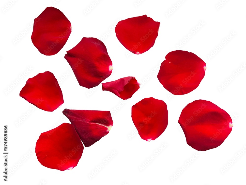 Fototapeta premium red rose petals isolated