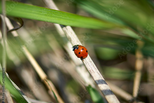 Ladybug on a blade of grass close-up.