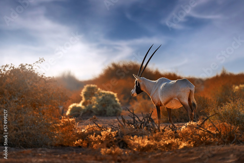 Arabia nature.  Wildlife Jordan, Arabian oryx or white oryx, antelope with a distinct shoulder bump, . Animal in the nature habitat, Shaumari reserve, Travel Jordan photo