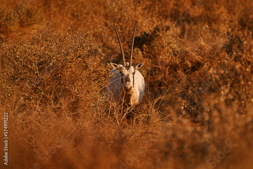 Arabia nature.  Wildlife Jordan, Arabian oryx or white oryx, antelope with a distinct shoulder bump, . Animal in the nature habitat, Shaumari reserve, Travel Jordan photo