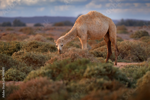Dromedary or Arabian camel, Camelus dromedarius, even-toed ungulate with one hump on back. Camel in the long golden grass in Shaumary Reserve, Jordan, Arabia. Summer day in wild nature. photo