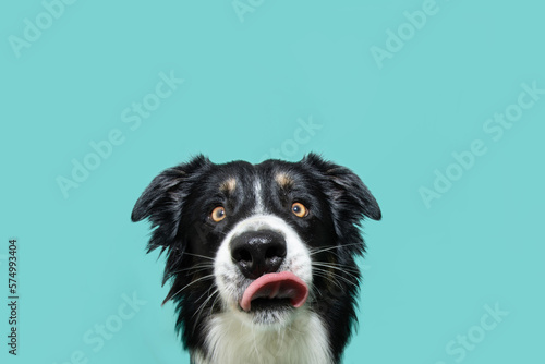 Schilderij op canvas Hungry border collie dog licking its lips with tongue