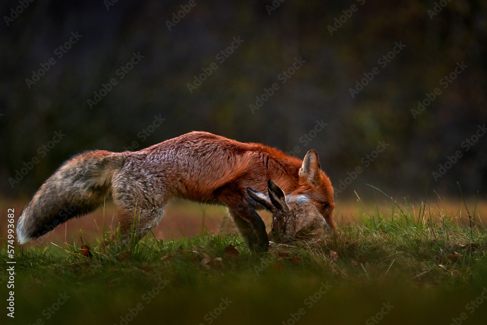 Obraz premium Fox catch hare on the forest nedow, Vysocina in Czech Republic, Europe. Wildlife nature. Animal feeding behaviour in the nature habitat. Cute red fox with kill, food for mammal.
