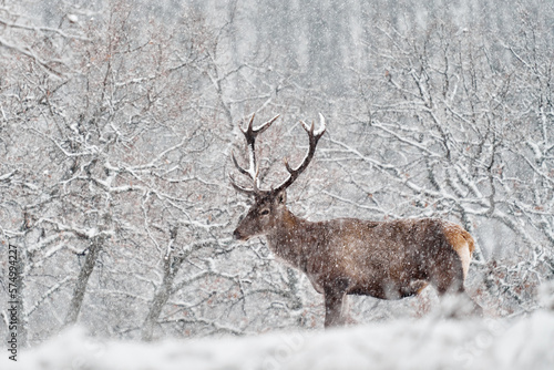 Winter nature. Red deer, Cervus elaphus, big animal in the wildlife forest habitat. Deer in the oak trees mountain, Studen Kladenec, Eastern Rhodopes, Bulgaria in Europe. photo