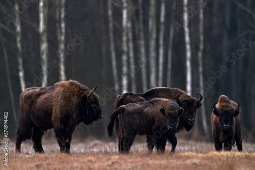 Bison in the autumn forest, sunny scene with big brown animal in the nature habitat, yellow leaves on the rain trees, Bialowieza NP, Poland. Wildlife scene from nature. Big brown European bison.