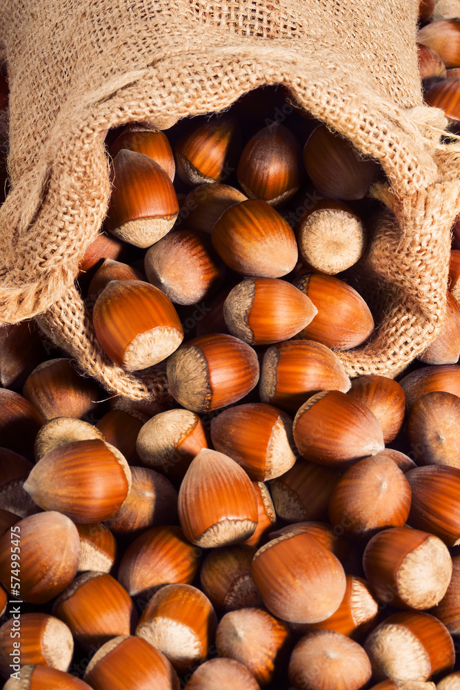 Hazelnuts. Filbert in burlap sack on rustic wooden table. Organic natural food. Hazelnuts. Filbert in burlap sack on rustic wooden table. Organic natural food.