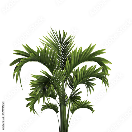 palm tree isolated on white background on transparent background PNG file © Eliane
