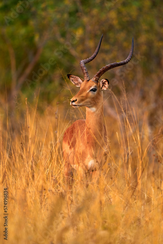 Antelope in the grass savannah  Okavango South Africa. Impala in golden grass. Beautiful impala in the grass with evening sun. Animal in the nature habitat. Sunset in Africa wildlife.