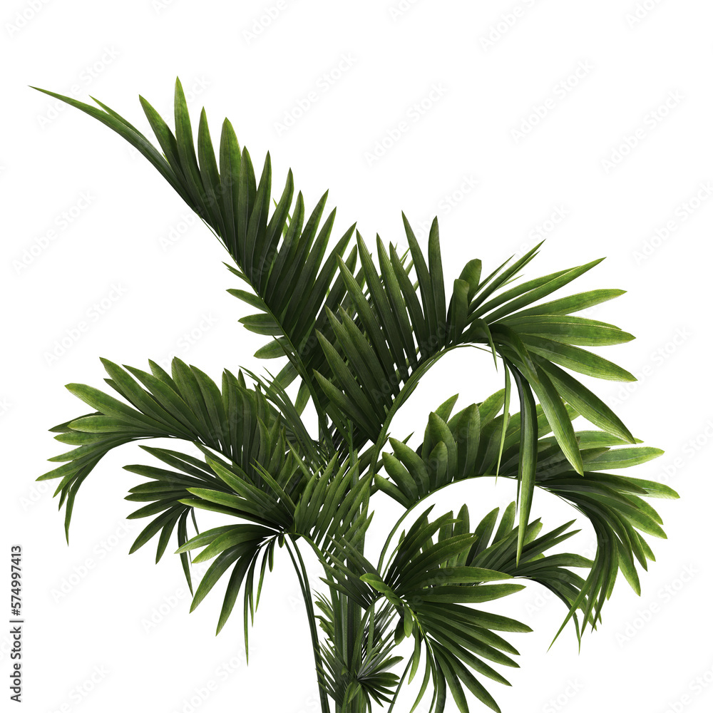 palm tree isolated on white on transparent background PNG file Stock ...