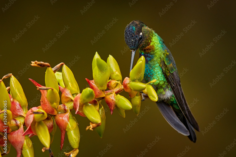 Fototapeta premium Fiery-throated Hummingbird, Panterpe insignis, flying next to beautiful pink flower, Savegre, Costa Rica. Bird with bloom, sucking nectar. Wildlife flight action scene from tropical forest.
