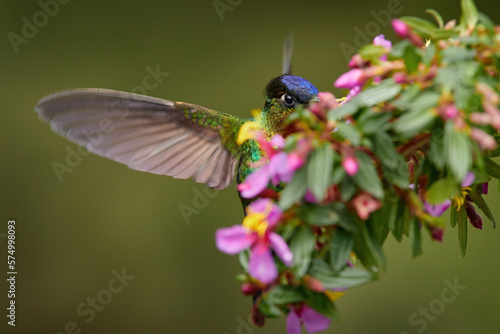 Fiery-throated Hummingbird, Panterpe insignis, flying next to beautiful pink flower, Savegre, Costa Rica. Bird with bloom, sucking nectar. Wildlife flight action scene from tropical forest.