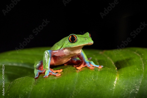 Agalychnis annae, Golden-eyed Tree Frog, green and blue frog on leave, Costa Rica. Night photography. Wildlife scene from tropical jungle. Forest amphibian in nature habitat. Dark background.